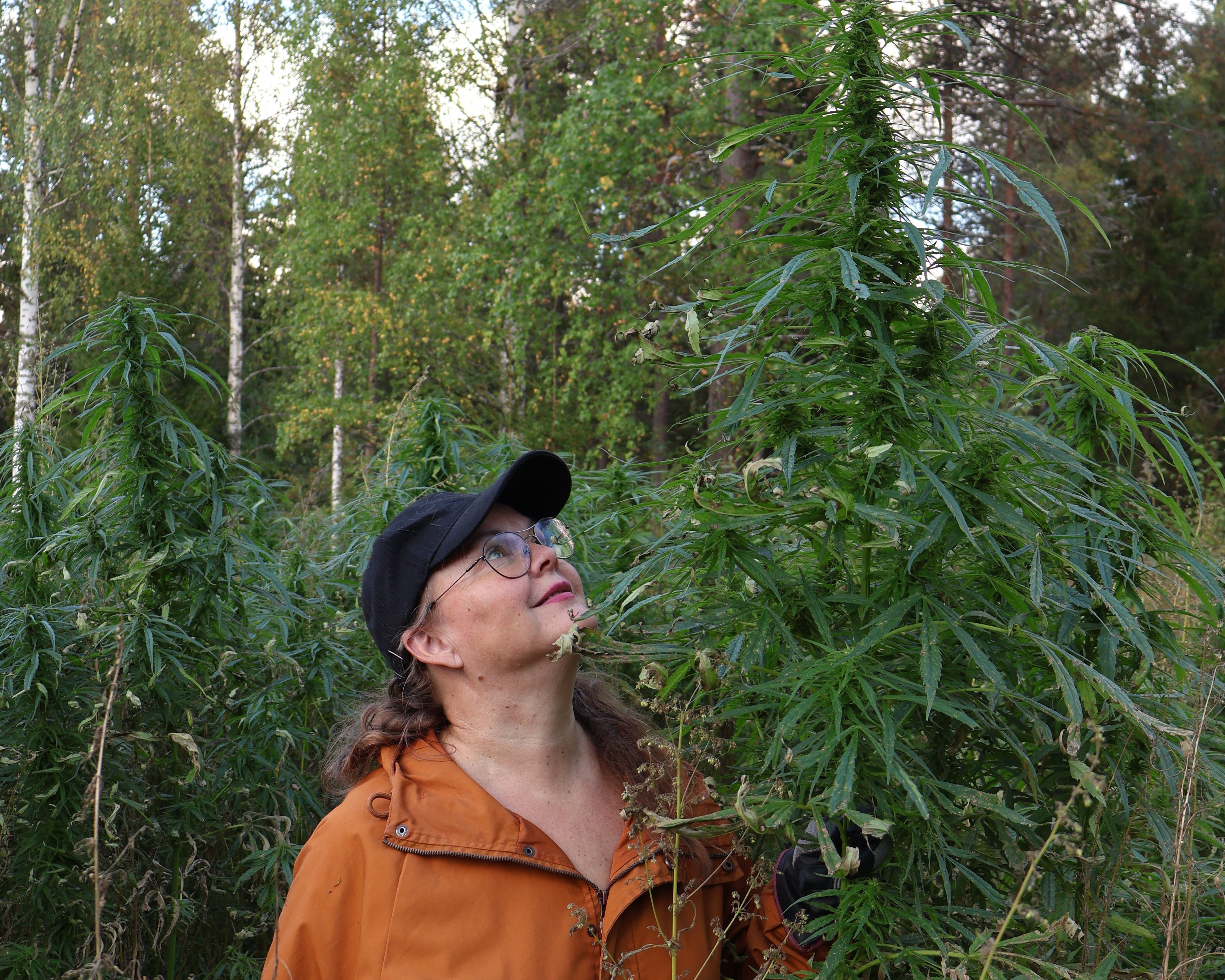 Hamppu ihonhoidossa - miksi se toimii niin tehokkaasti?