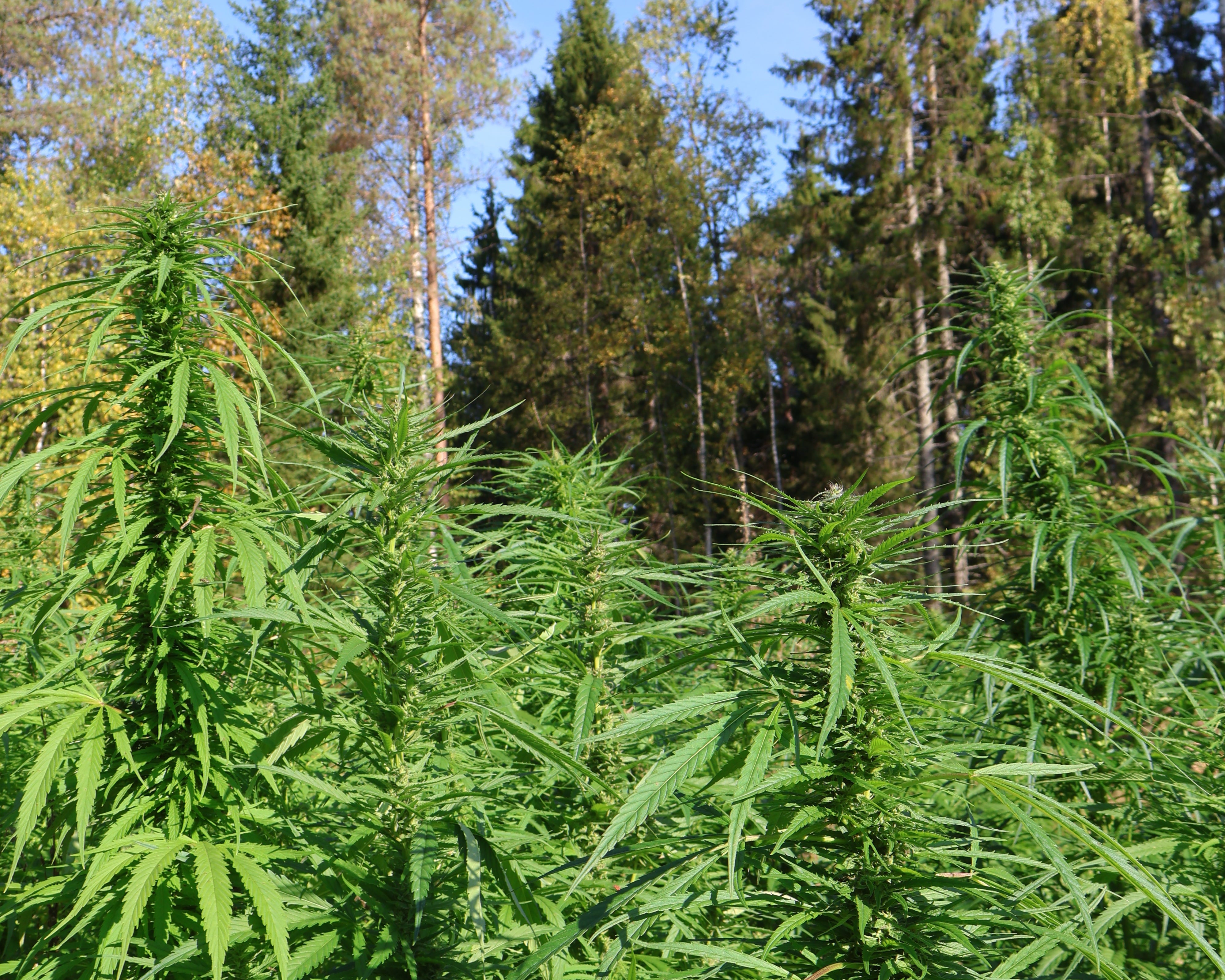 Hamppu: luonnon oma tasapainottaja iholle?