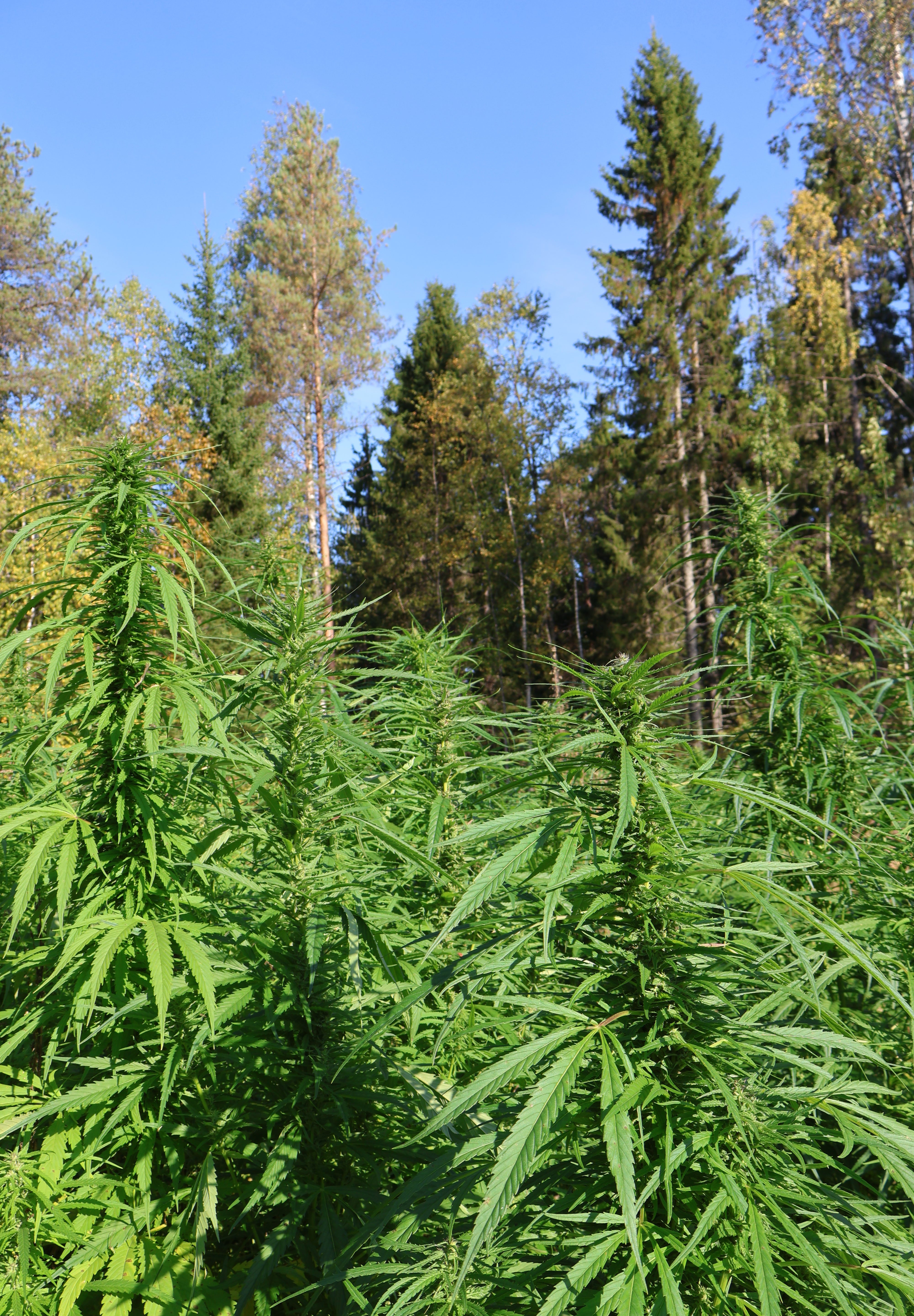 Hamppu: luonnon oma tasapainottaja iholle?